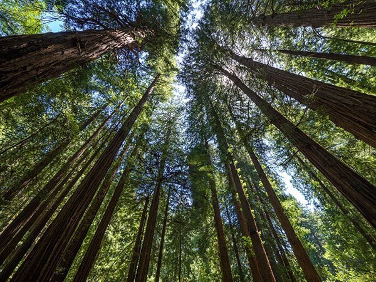 Low-angle perspective looking up through the tall trunks of trees in a dense forest towards the sunlit green canopy and sky above. Represents nature, growth, scale, and the environment.